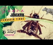 Suara Jangkrik Singkat Dan Lucu Mp3