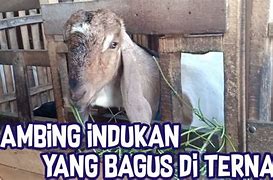 Ternak Kambing 20 Indukan